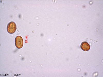 Anagallis crassifolia - lame n° 29210